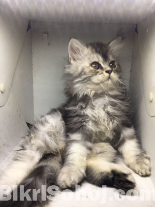 Traditional persian kitten. Male